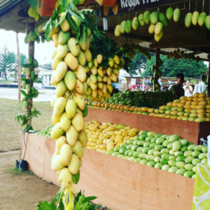 Mangos in the Philippines