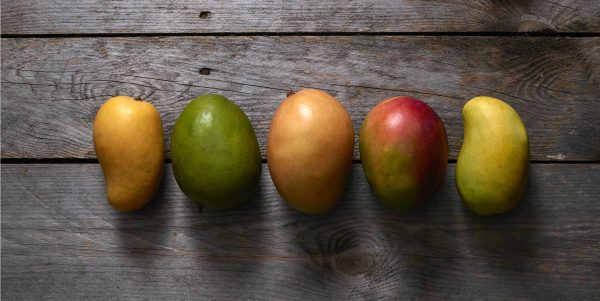 Mango Crop Update