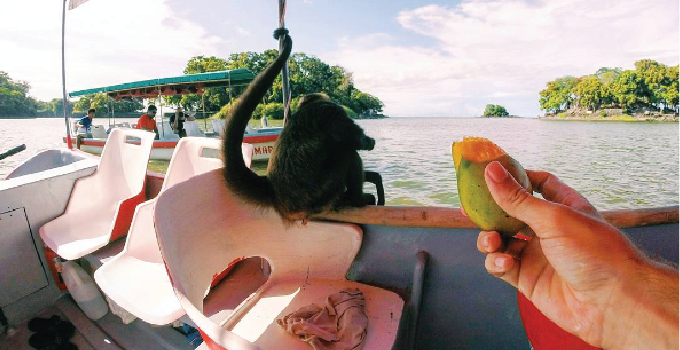 Man Feeding Mango to a Monkey