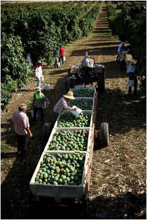 People Harvesting Mangos