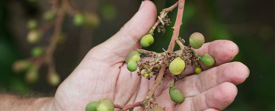 essay on mango tree