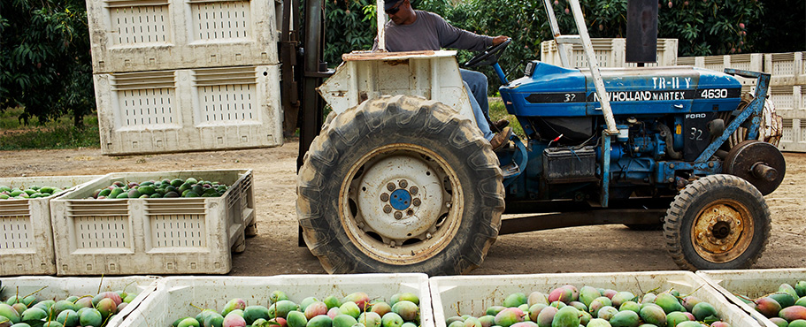 essay of mango tree