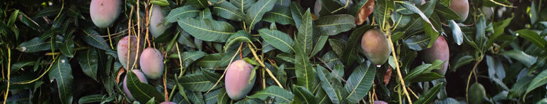 El Asombroso Árbol de Mango - Mango.org