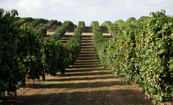 business plan for mango production