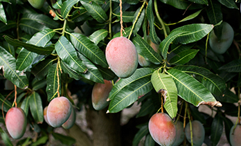 business plan for mango production