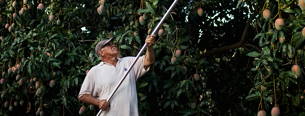 business plan for mango production