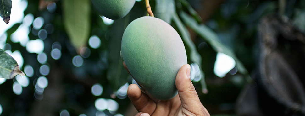 business plan for mango production