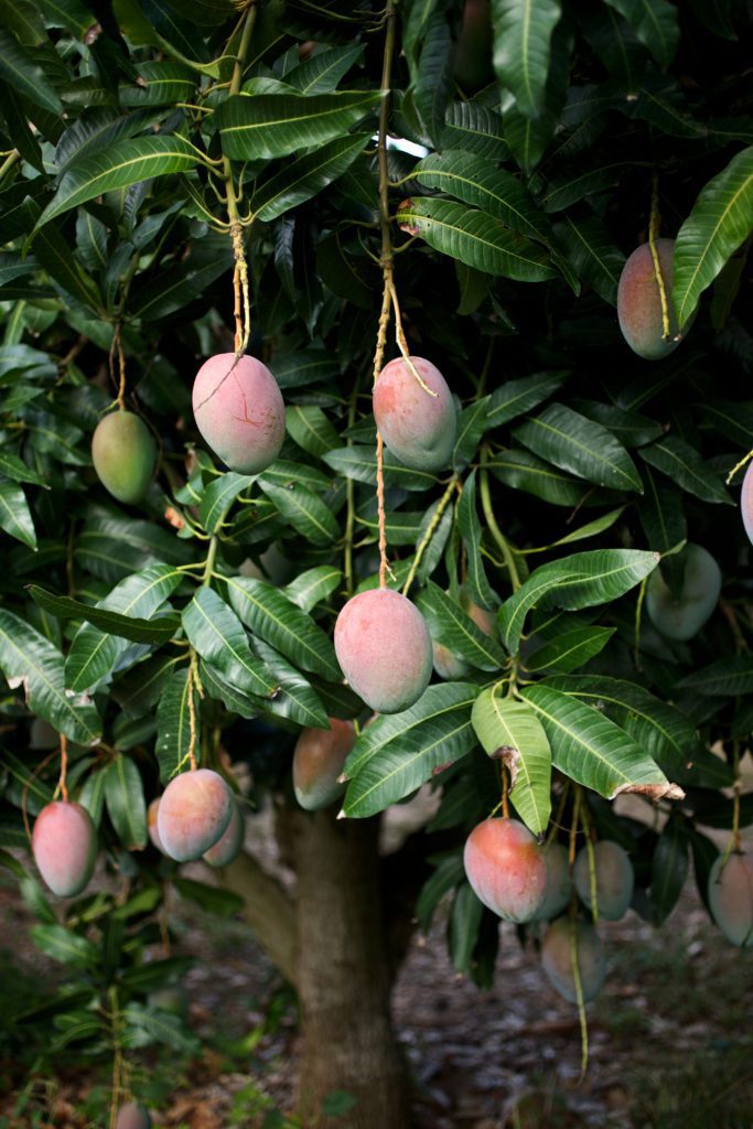 Mango History MangoCrushMonday National Mango Board