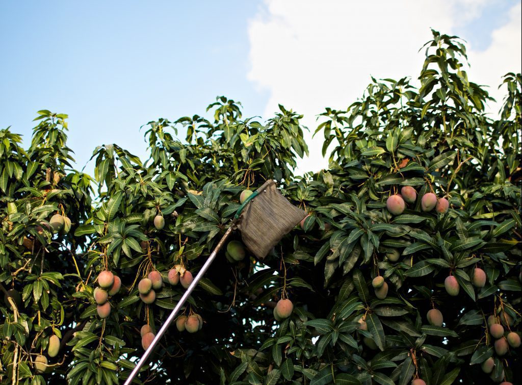 Mango Tree Fruit Picker
