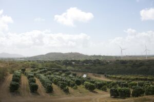 Mango Tree Orchard