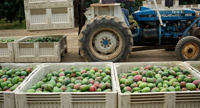 Conozca la industria del mango: vaya tras bambalinas de la industria del mango