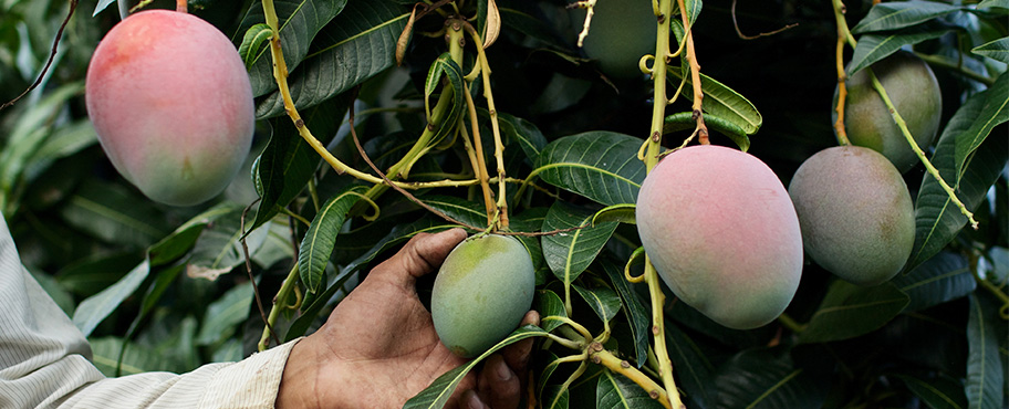 Mango Tree Information | National Mango Board