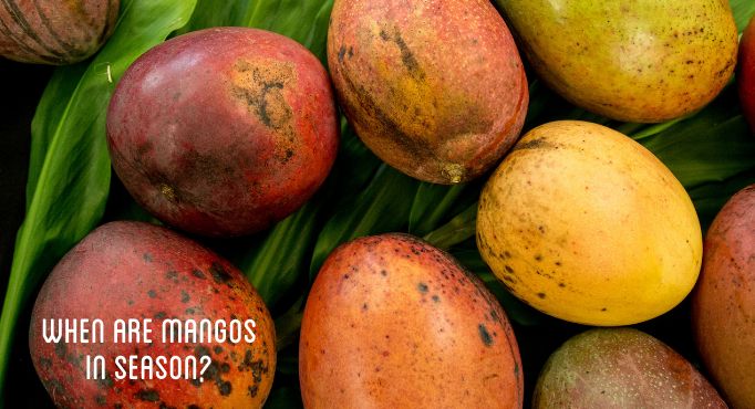 ¿Cuándo es la temporada de mangos? Montón de mangos rojos, naranjas y amarillos.