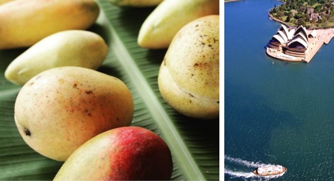 Mango australiano y puerto de Sídney