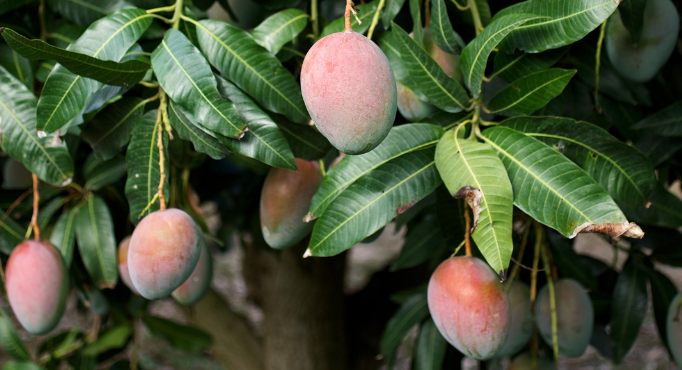 hojas de mango