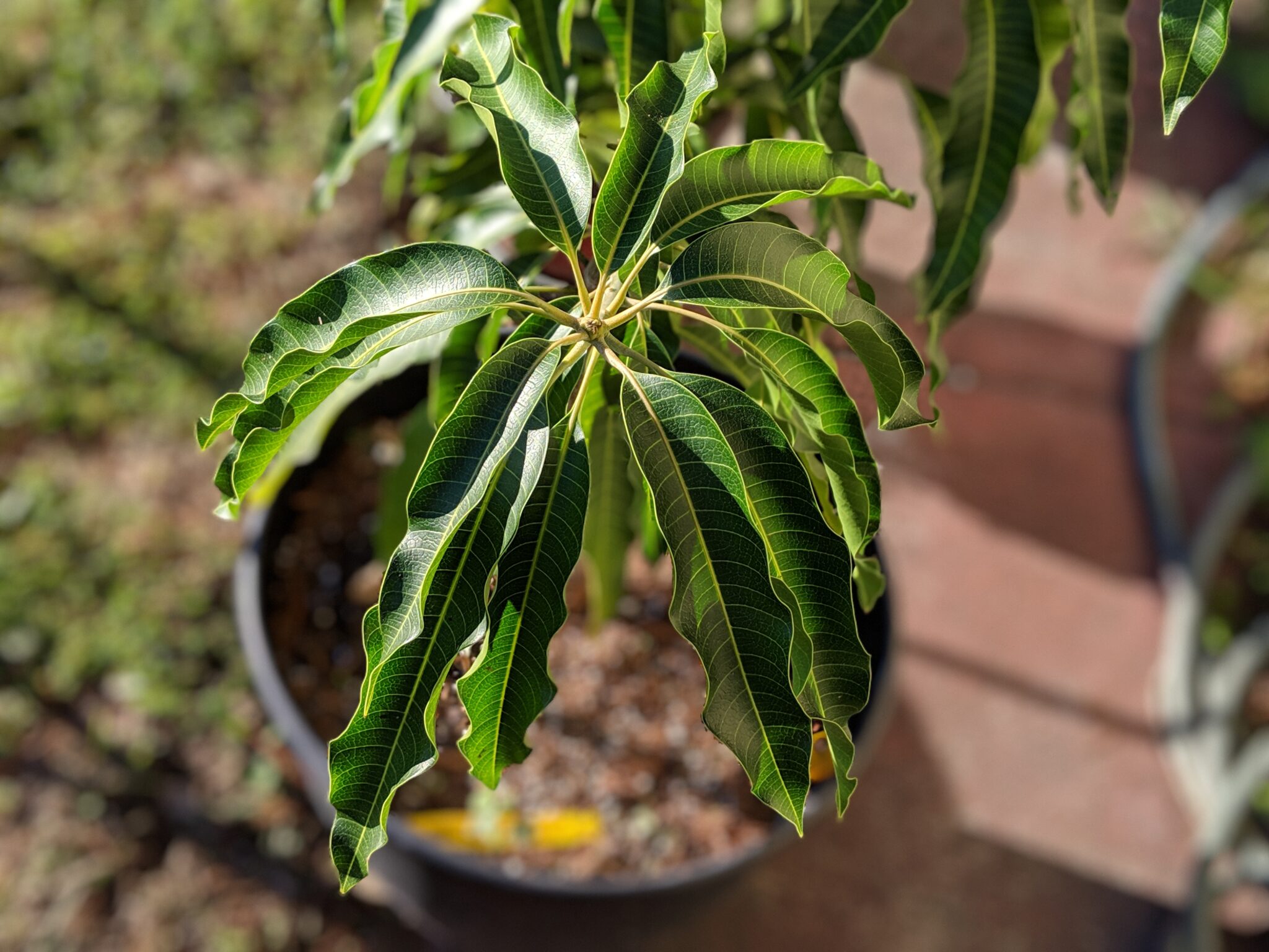 How to Plant and Grow Mango - Harvest to Table