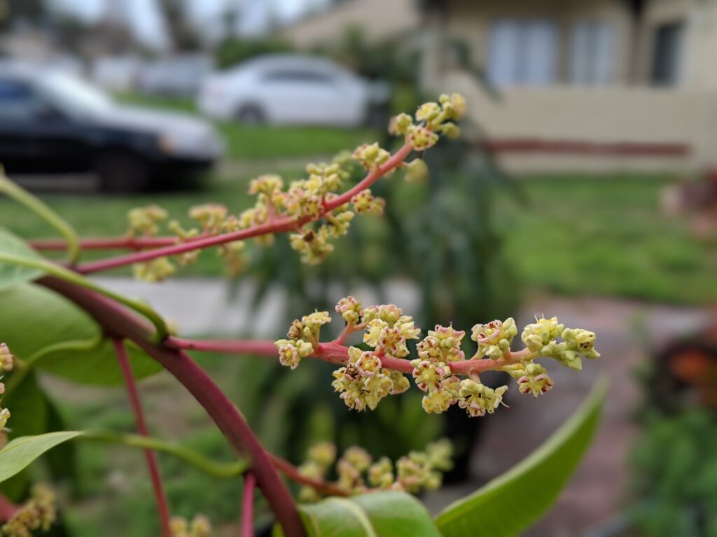 Dwarf Mango Trees: Not so Difficult to Grow
