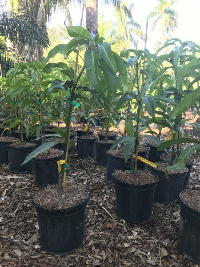 Dwarf Mango Trees Not so Difficult to Grow