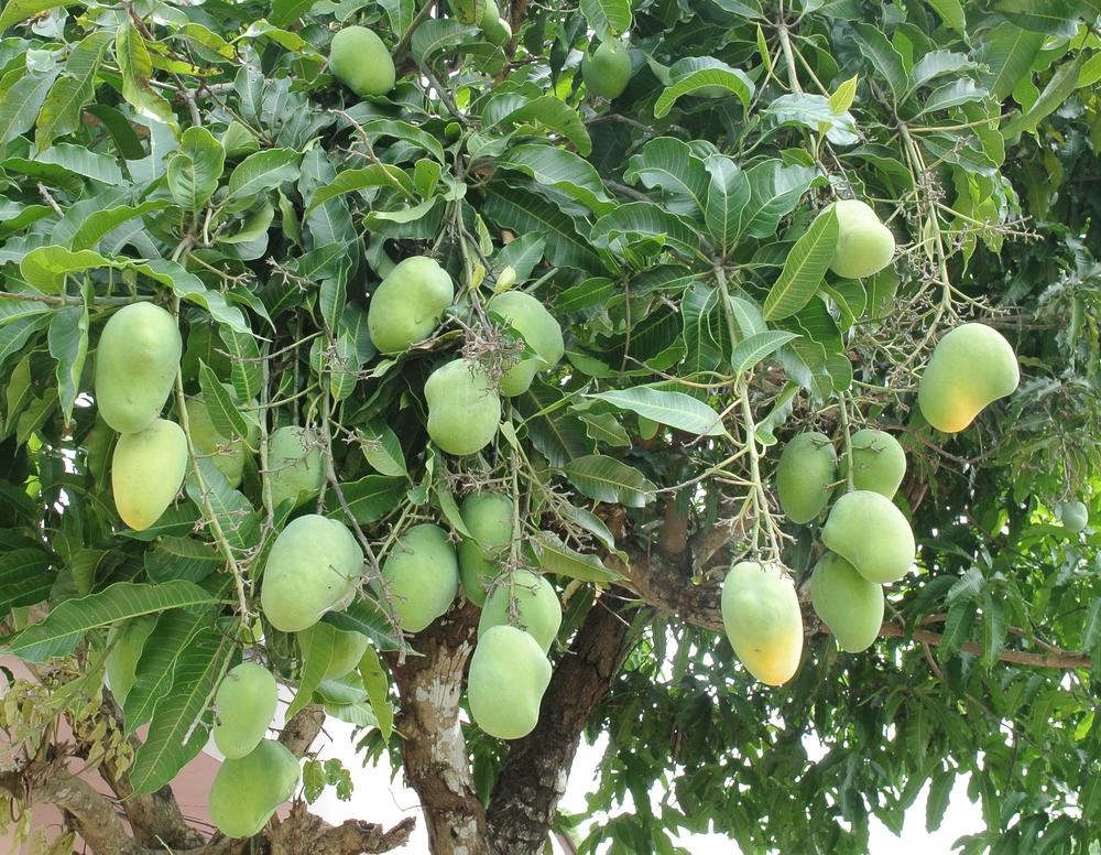 How to Grow Mango Trees