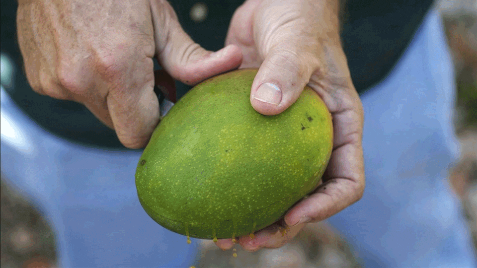 Unlocking the Mystery of Mangos National Mango Board