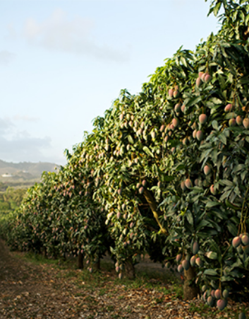 essay of mango tree