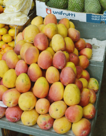 business plan for mango production