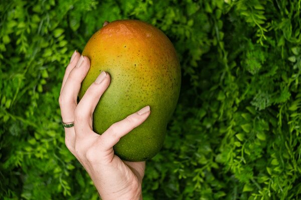 Keitt Mango Beauty 