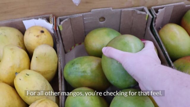 Did you know that determining ripeness of a mango is done through feel and not color? Give them a squeeze! 
Link in bio to learn more about how to choose a mango! 🥭
https://www.mango.org/blog-how-to-choose-a-ripe-mango/

#mango #mmmango #mangos #alwaysmangoszn