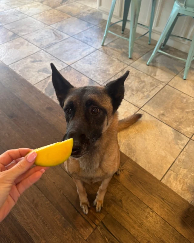 We heard it's Pet Appreciation Week and we're celebrating by sharing photos of our pets enjoying mango!🐶🥭

Did you know that mango is safe for cats and dogs? If your pet eats mango in moderation, it can be a tasty nutrient-dense treat. Be sure to cut the mango into smaller pieces to allow for easier digestion. 

Don't forget to share photos of your pet eating mango! #Mango #PetAppreciationWeek #PetsEatingMango