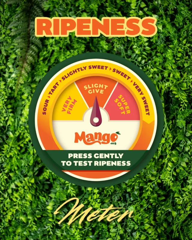 Not sure how to pick your mango? Check out our ripeness meter! 

When you choose a mango, don’t focus on the color, focus on the feel. Mangos are able to be eaten at any ripeness, so you can find the perfect mango for you!🥭 

Tell us in the comments how you like to eat your mango💬 
#Mango #MangoRipeness #RipenessMeter