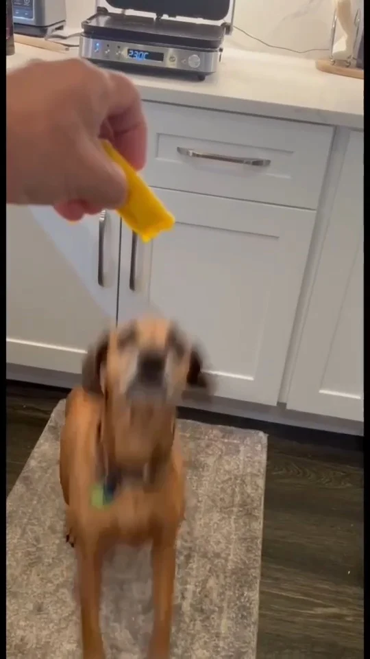 Meet Remy the mango loving dog!🐶🥭 

Did you know that mango is safe for cats and dogs? If eaten in moderation, mango can be a tasty nutrient-dense treat for your pet. 

Share a picture or video of your pet eating mango for a chance to be feature on our story!
#PetsLoveMango #PetsEatingMango #Mango